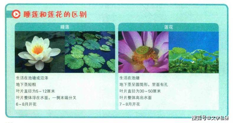 原創管笑笑論文搞混“睡蓮”和“白蓮”，誤認為這一意象來自於莫奈畫