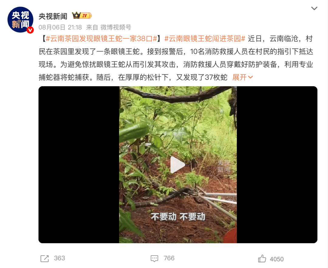 雲南一茶園發現眼鏡王蛇，仔細一看，竟然是一家38口！網友：這是眼鏡王蛇月子中心