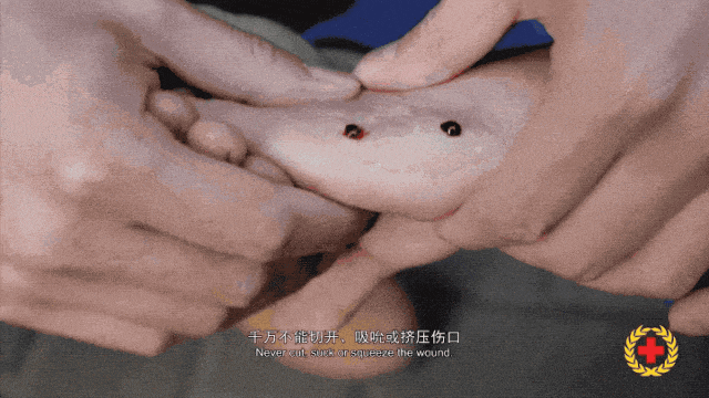 村民在茶園發現眼鏡王蛇，結果竟是“一家38口”：松針下隱藏一條眼鏡王蛇及37枚蛇卵