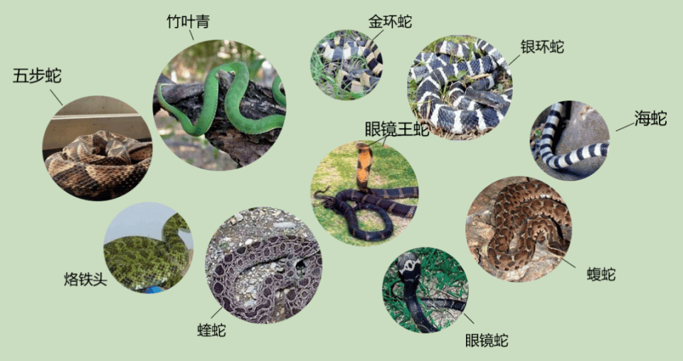 村民在茶園發現眼鏡王蛇，結果竟是“一家38口”：松針下隱藏一條眼鏡王蛇及37枚蛇卵