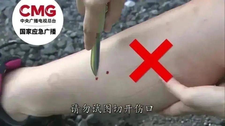 茶園發現眼鏡王蛇，仔細一看，竟然是一家38口！網友：這是眼鏡王蛇月子中心吧