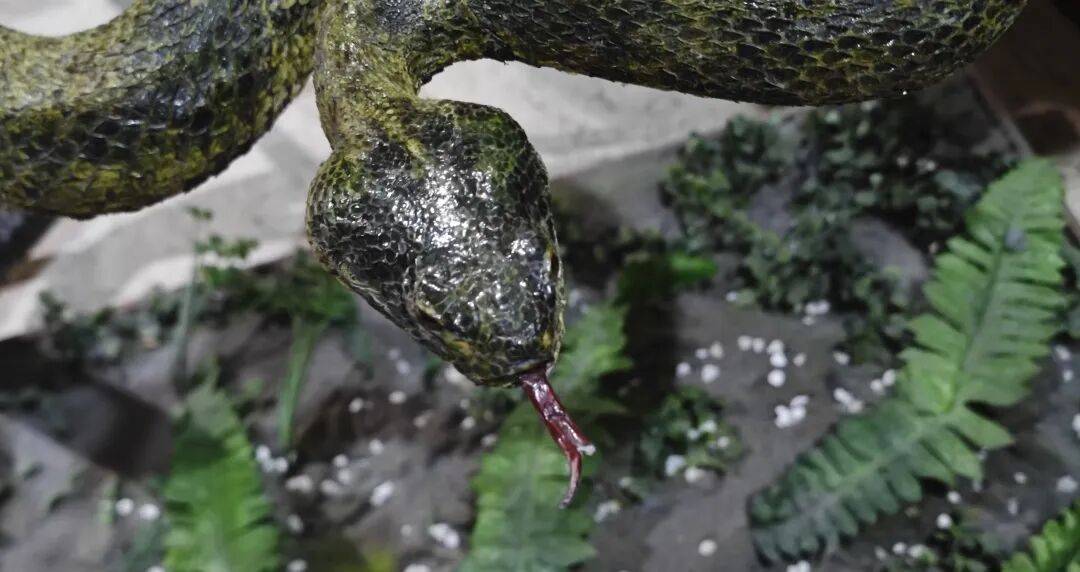 兩孩子手抓腳踢瀕危毒蛇標本，父親非但不制止還一起玩鬧，致標本受損，國家動物博物館：強烈譴責，將保留依法追究當事人法律責任的權利