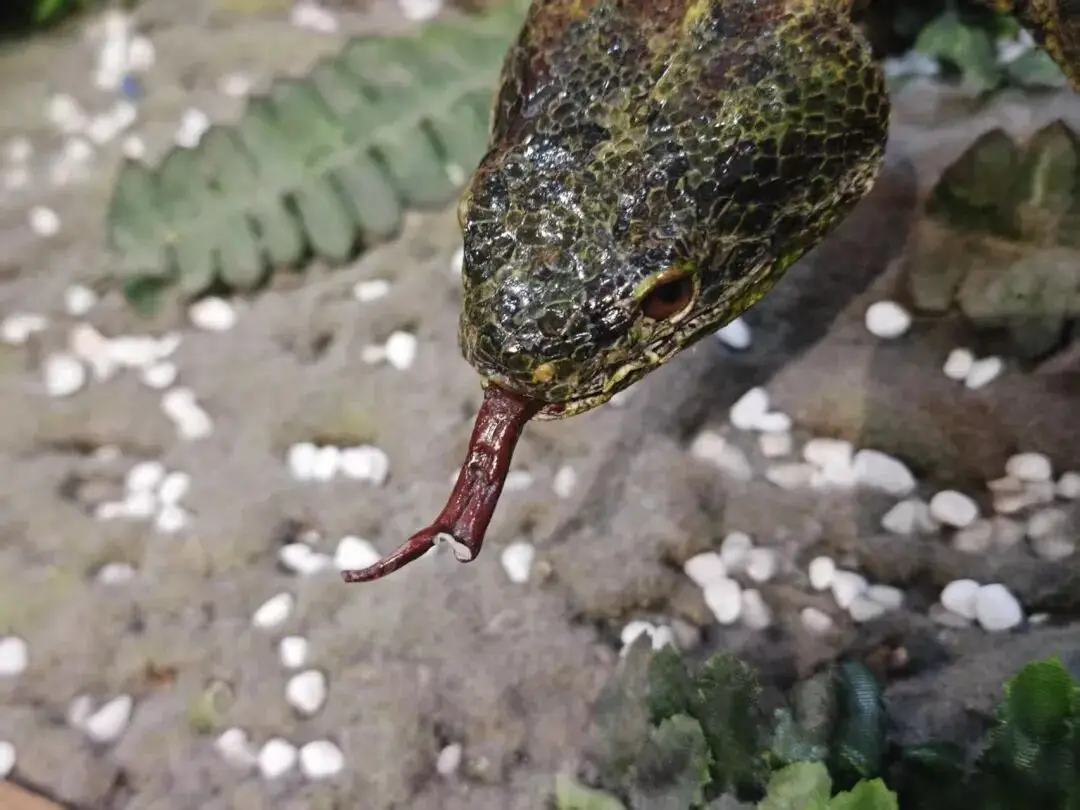 國家動物博物館標本損傷情況曝光！或將追究法律責任