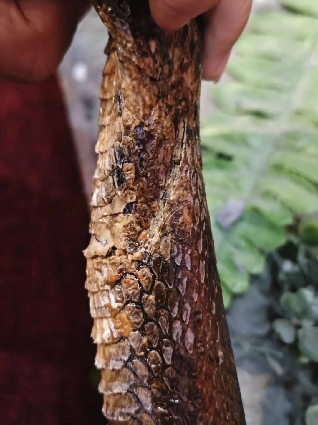 國家動物博物館標本損傷情況曝光！或將追究法律責任