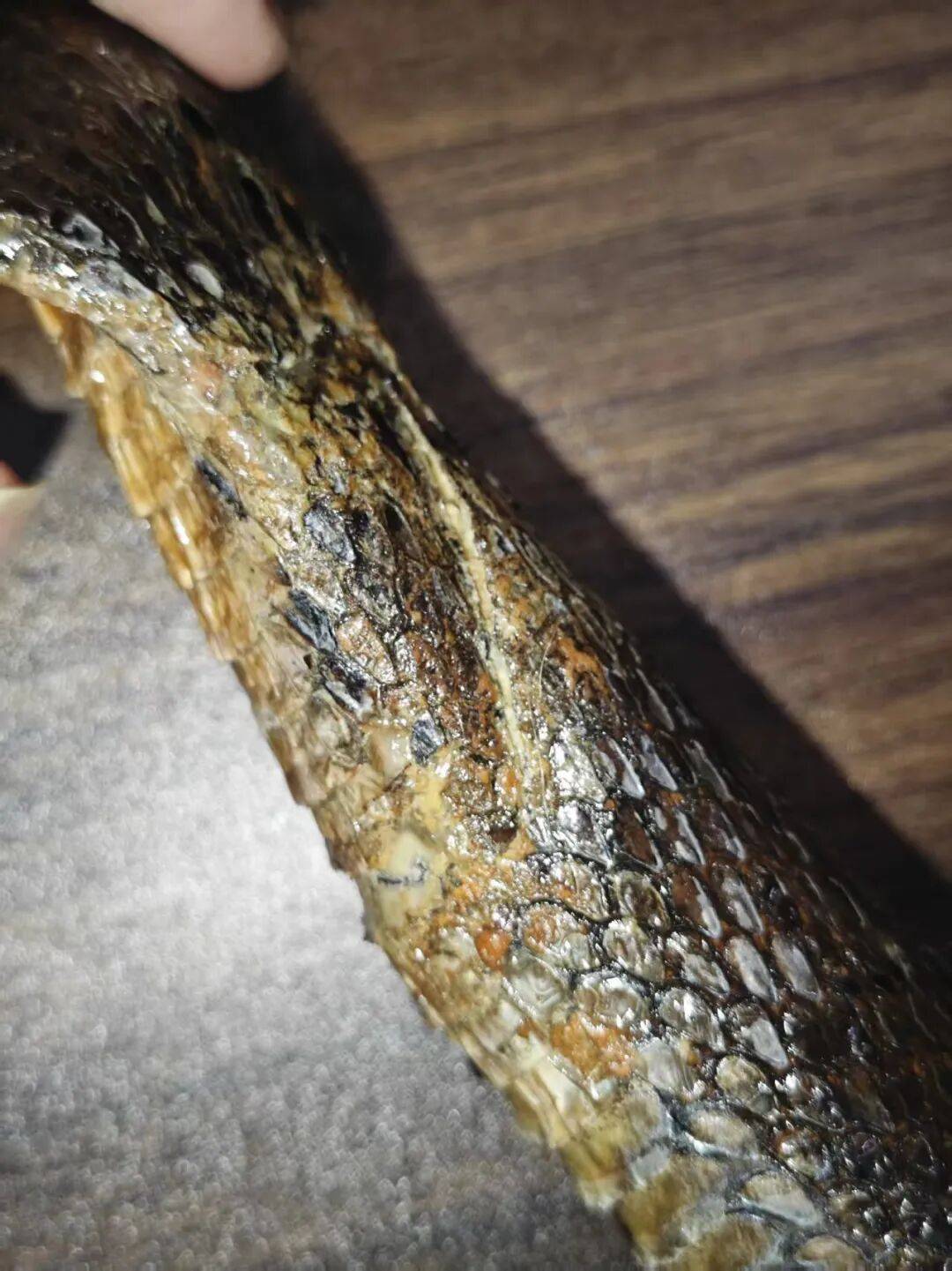 國家動物博物館標本損傷情況曝光！或將追究法律責任
