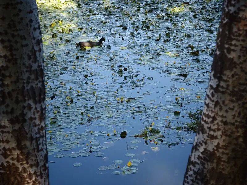 “參差荇菜，左右流之”，北京一公園荇菜開花