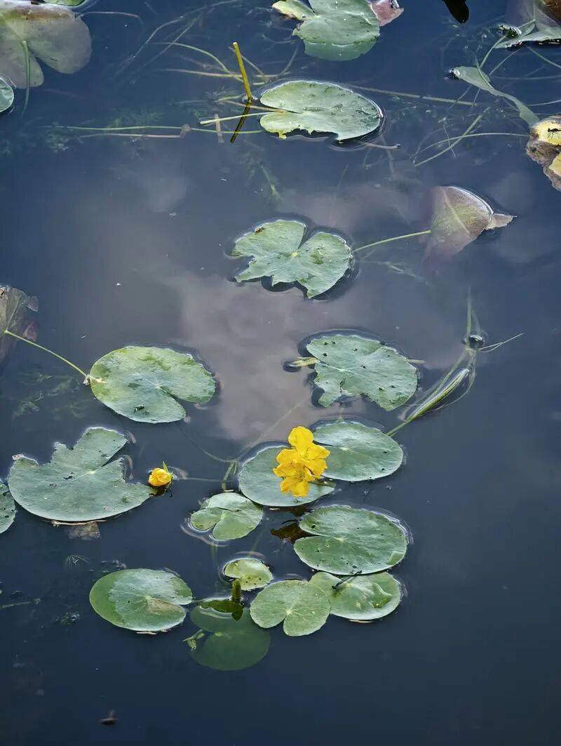 “參差荇菜，左右流之”，北京一公園荇菜開花