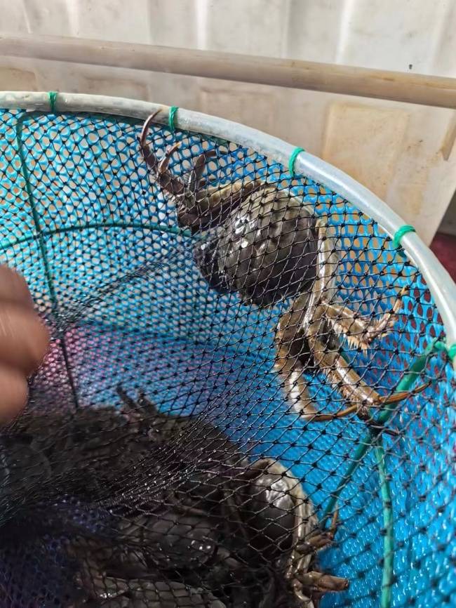 陽澄湖旅遊全攻略｜巴城深度遊+阿四蟹莊品鮮，解鎖江南秋日正確開啟方式