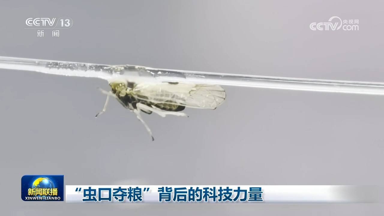 “蟲口奪糧”背後的科技力量
