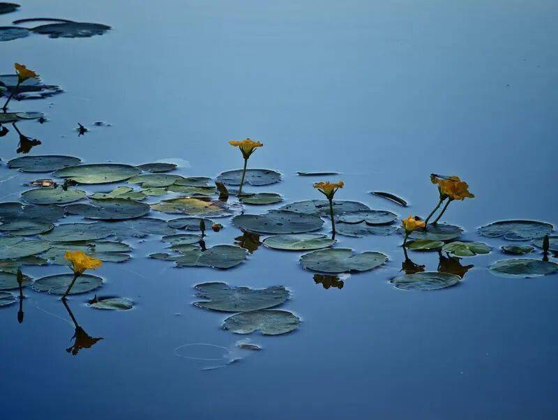 “參差荇菜，左右流之”，北京一公園荇菜開花