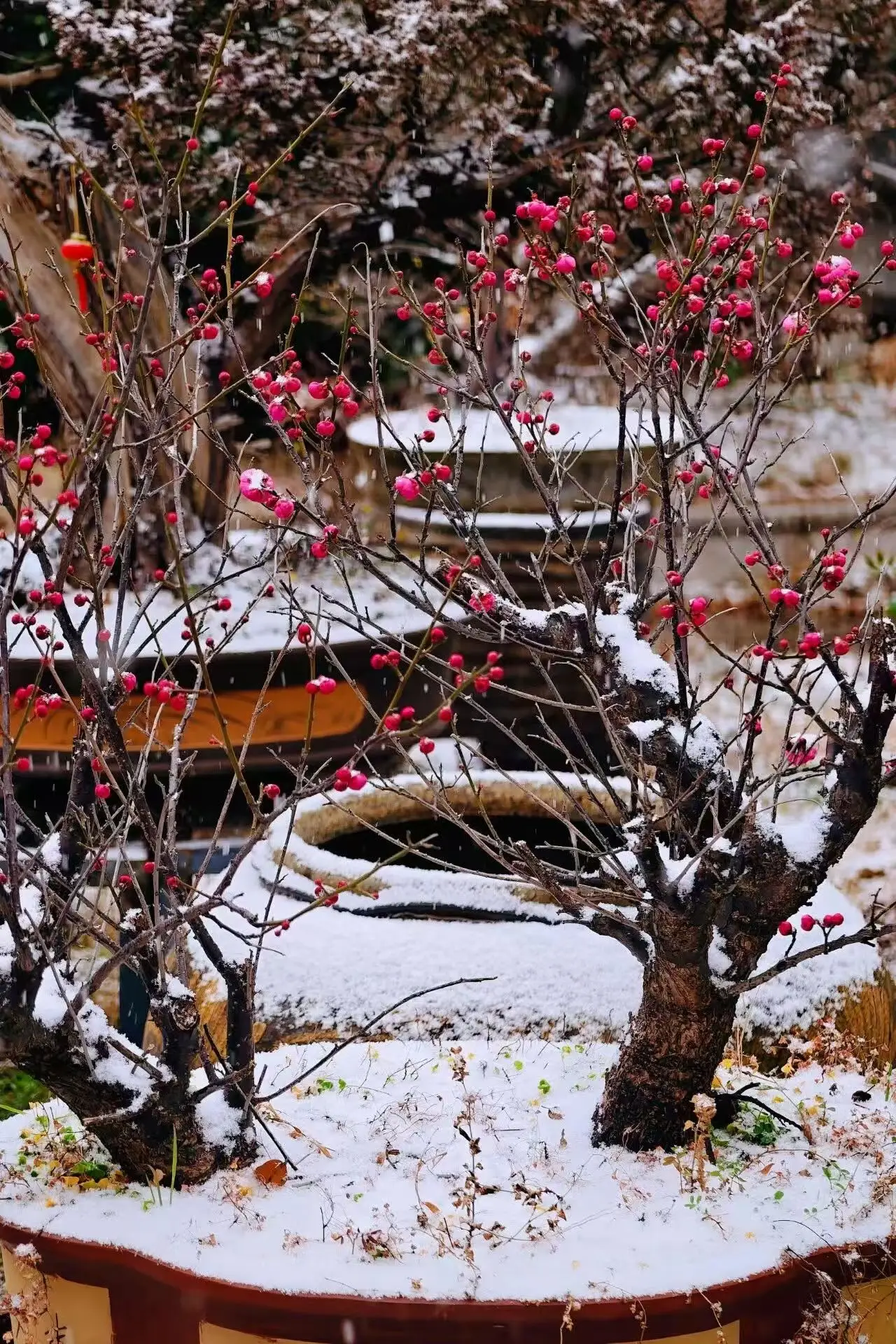 蘇州降雪！山塘中心小學校雪景美如詩畫