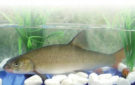 這道美食不光挑鍋，還要“耍劍”