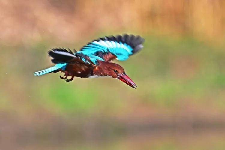 國際旅遊攝影網2026年國內外攝影路線全景指南