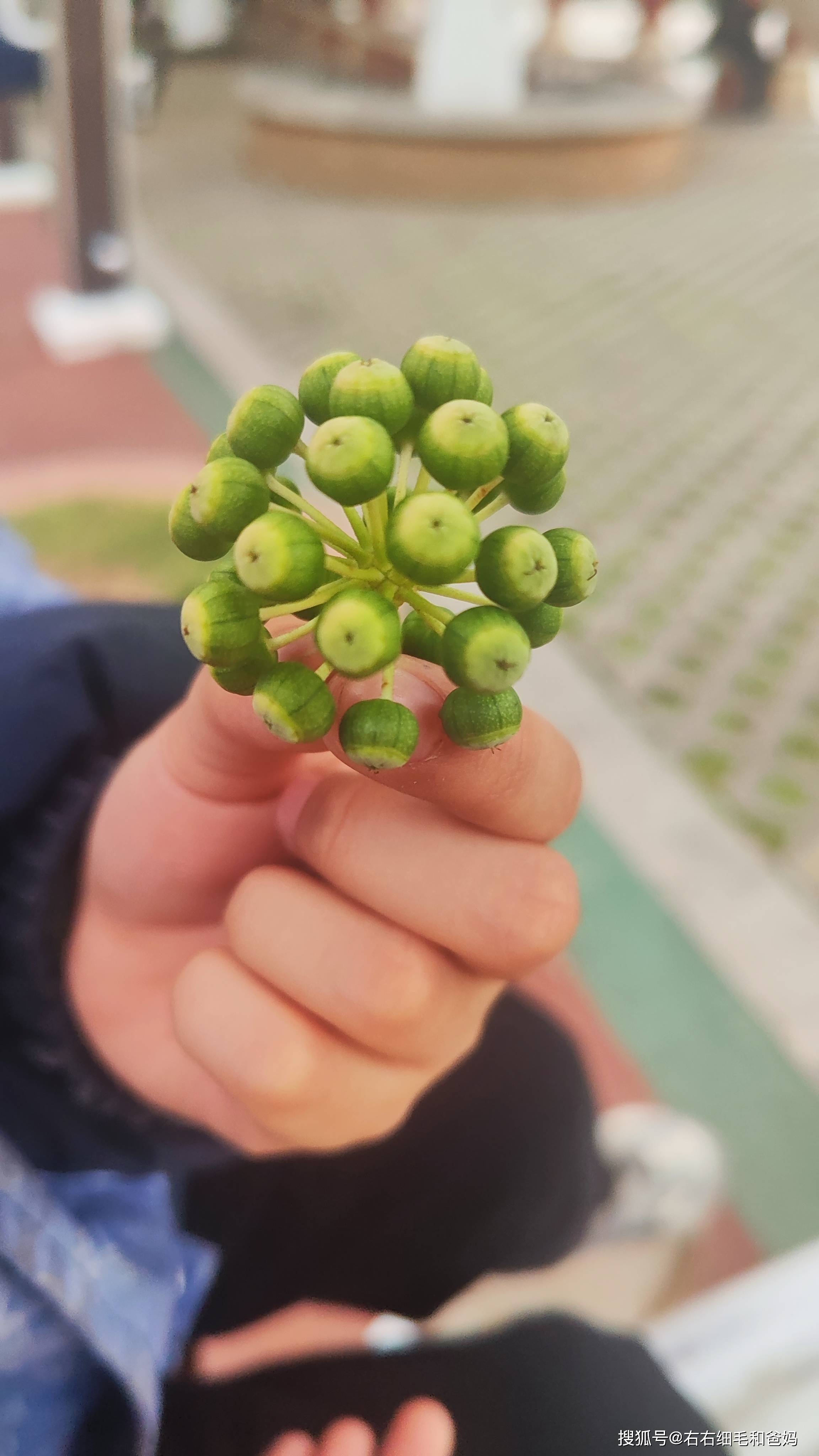 原創跑錯方向的“搶跑”教育：公園裡、公車上，被“逼”學習的5歲娃