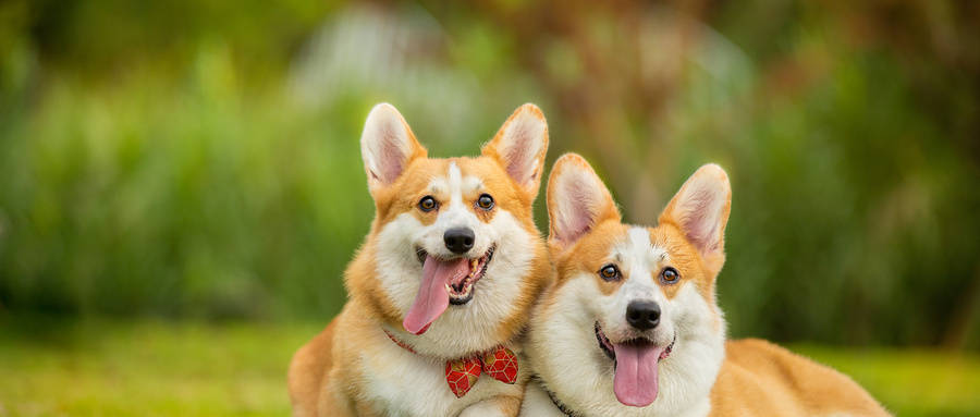 新消費浪潮！動物醫學與醫學美容技術，高中生該怎麼選？