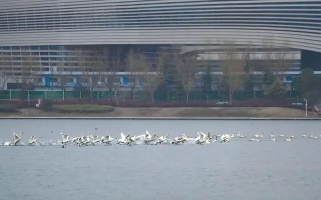 春節剛過，“小天鵝旅遊團”翩躚降臨北龍湖