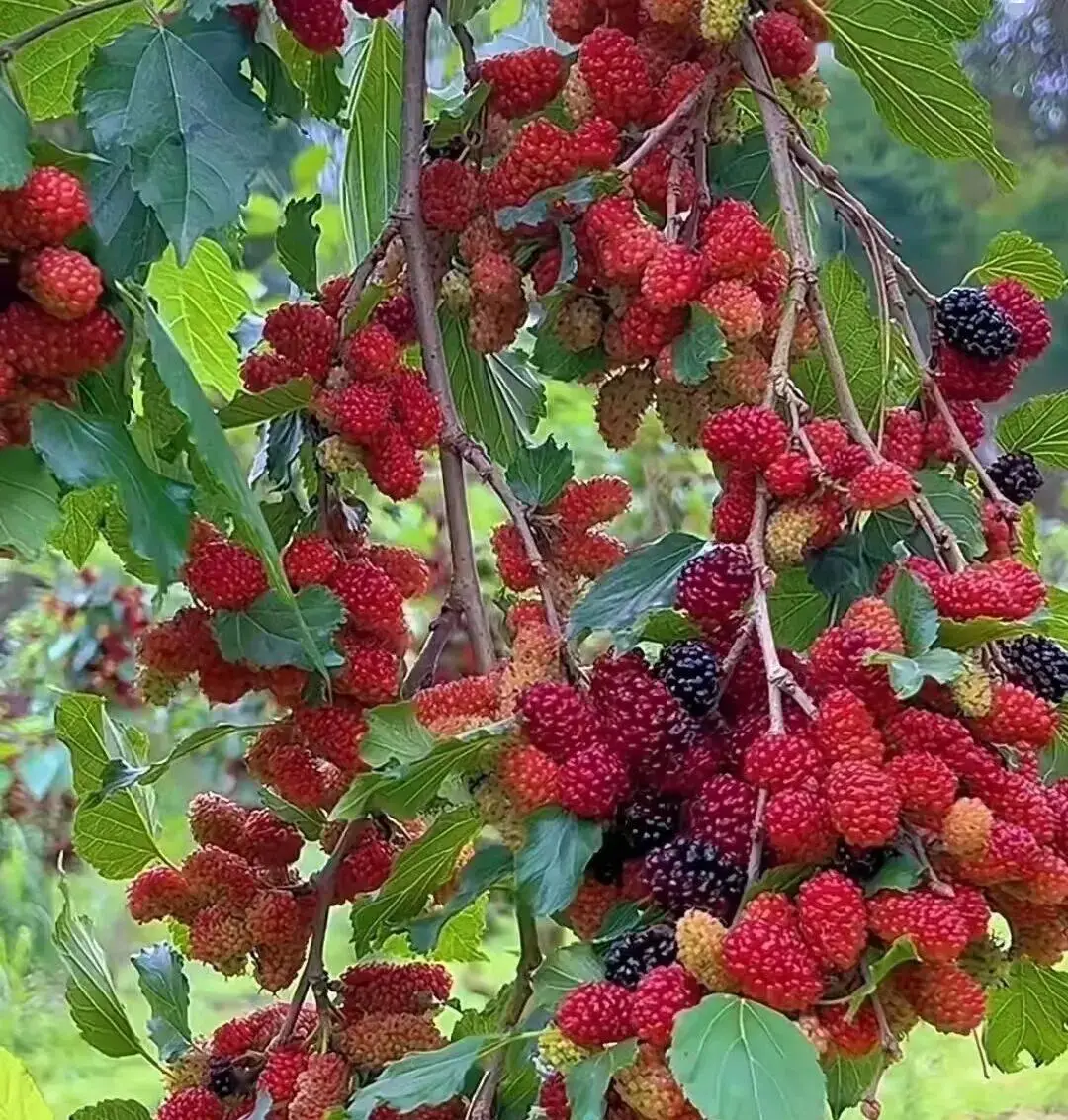 武平這種天然美食快要上線了，你多久沒吃了？