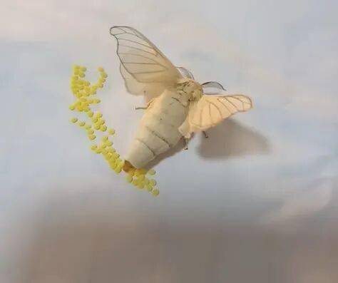 武平這種天然美食快要上線了，你多久沒吃了？