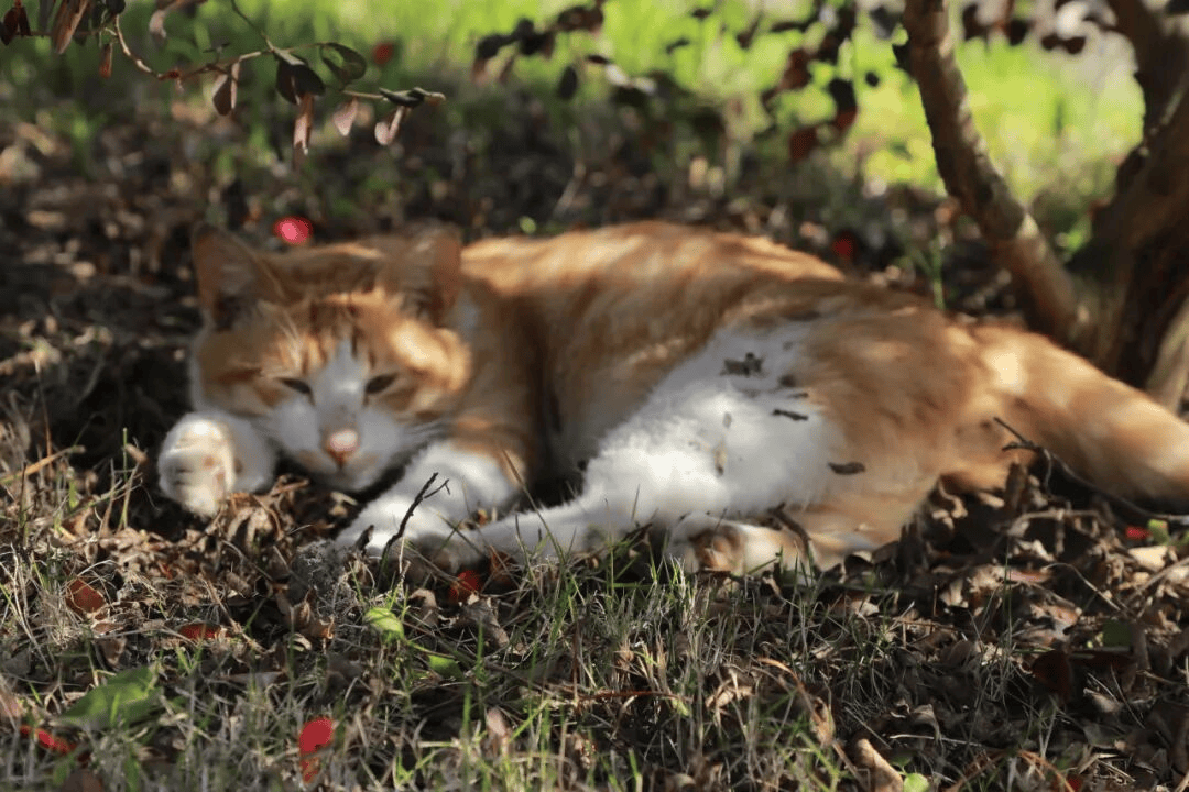 重慶城科大學校園的澎湃春天