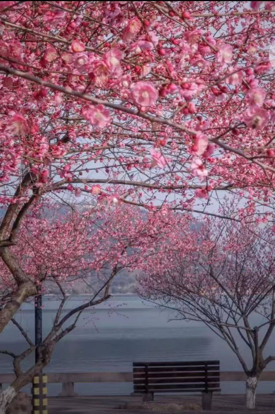 收藏這份鄭州賞花攻略，把整個春天裝進眼裡