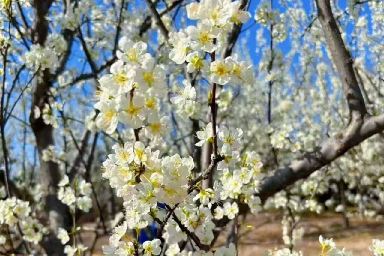 收藏這份鄭州賞花攻略，把整個春天裝進眼裡