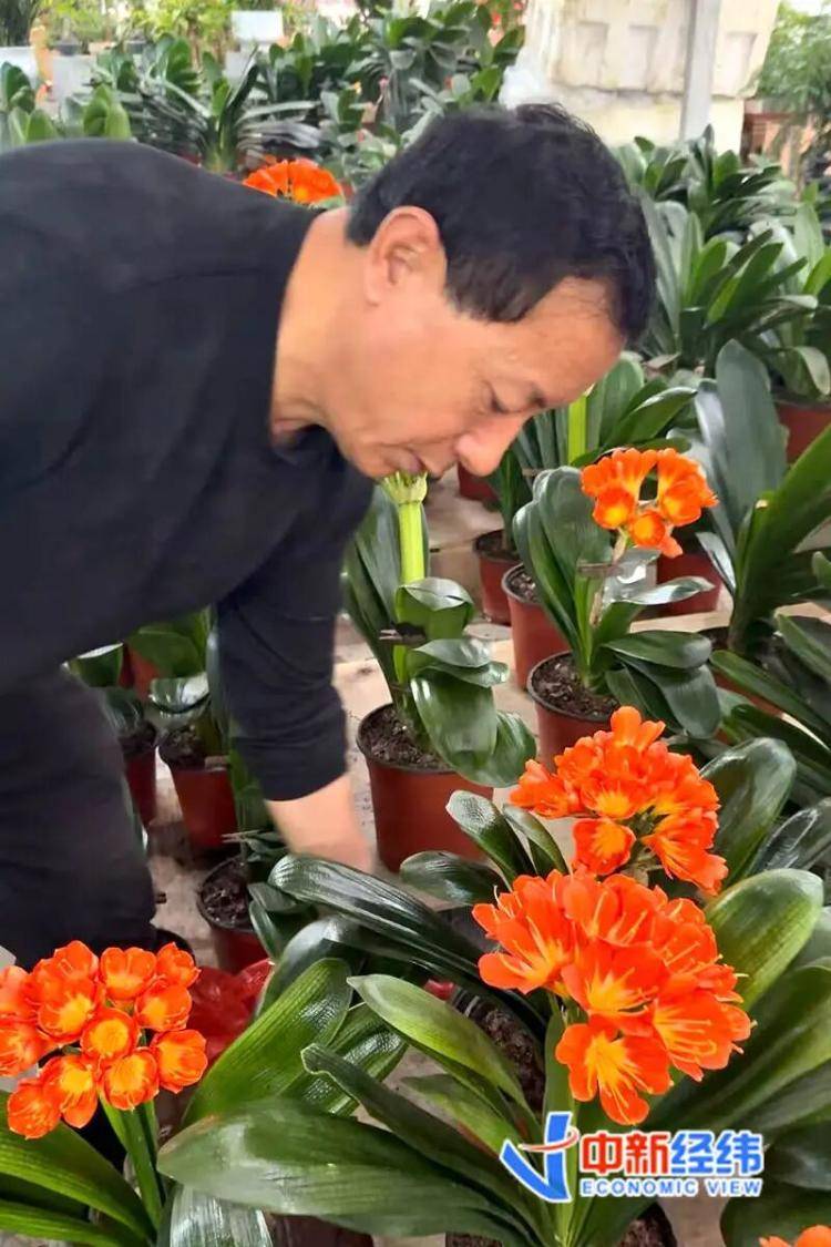 從幾元小盆栽到萬元收藏級，誰在為“美麗”掏腰包？