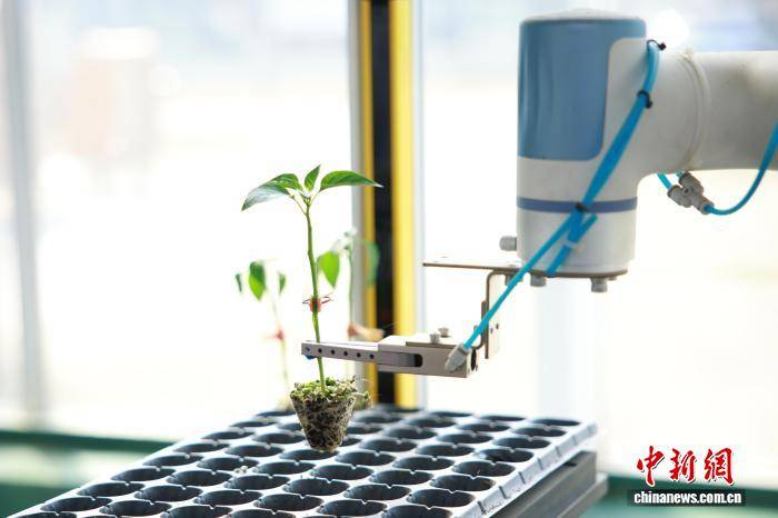 浙江桐鄉：科技育苗助春耕