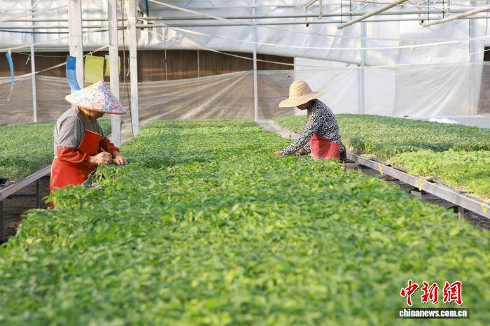 浙江桐鄉：科技育苗助春耕