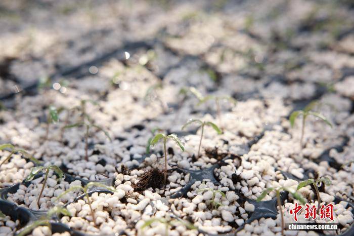 浙江桐鄉：科技育苗助春耕