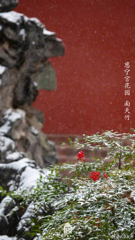 收藏瞭解！故宮裡的小眾花木也值得一看