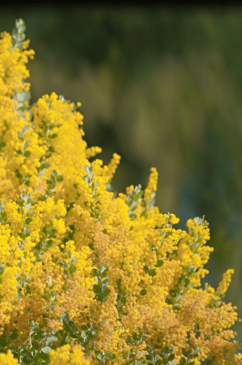 收藏！泉州春日賞花去哪裡？花期+地址全攻略