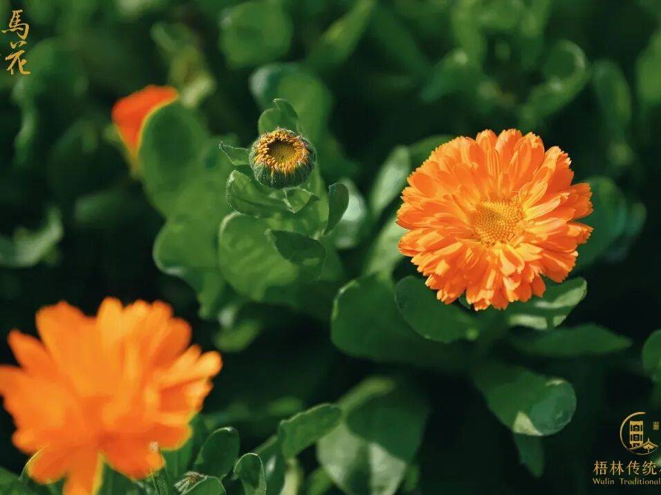 收藏！泉州春日賞花去哪裡？花期+地址全攻略