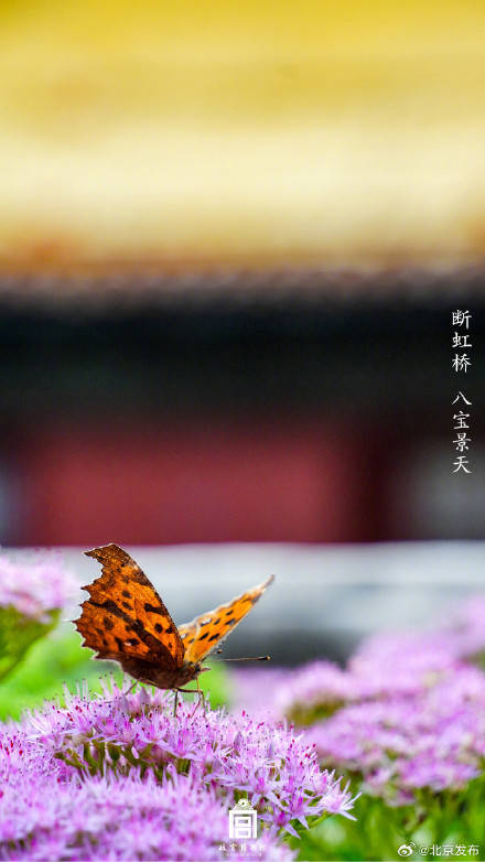 收藏瞭解！故宮裡的小眾花木也值得一看