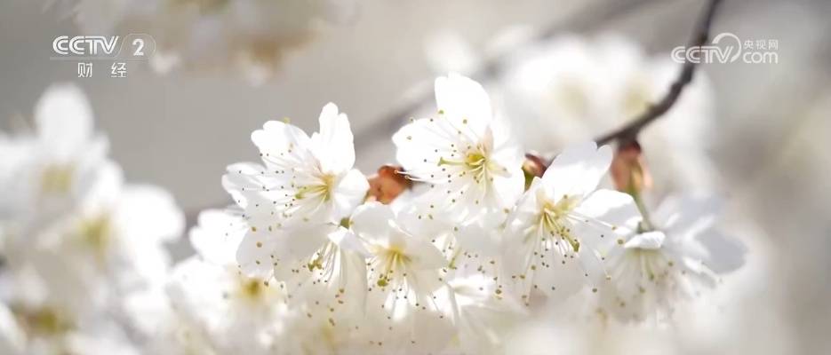 “美食+非遺”融入春日賞花之旅 各地搶抓“美麗經濟”流量紅利促消費