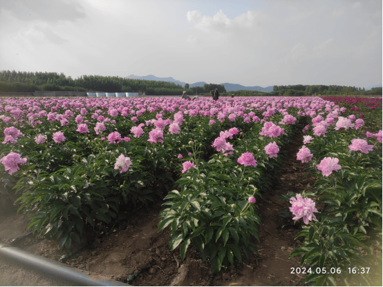 花開泰山區，春色入畫來一鍵收藏最美花海