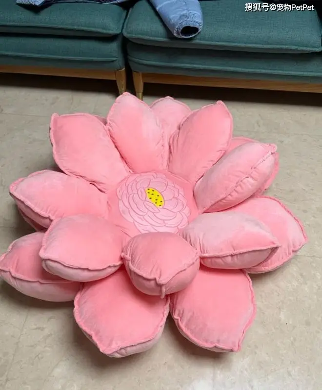 原創花重金買蓮花座貓窩，貓咪卻死活不肯上去：還不如快遞紙箱呢！