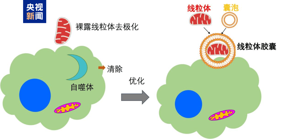 細胞“快遞”安全高效送達 我國科學家開發出全新線粒體膠囊移植技術