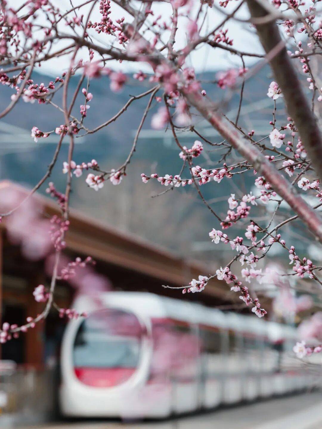 收藏！北京這個三月乘著“最美西郊線”穿越花海，最佳乘車時間和路線——