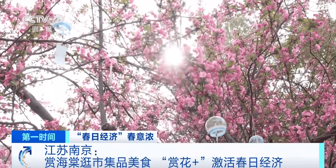 賞海棠逛市集品美食！江蘇南京“賞花+”啟用春日經濟