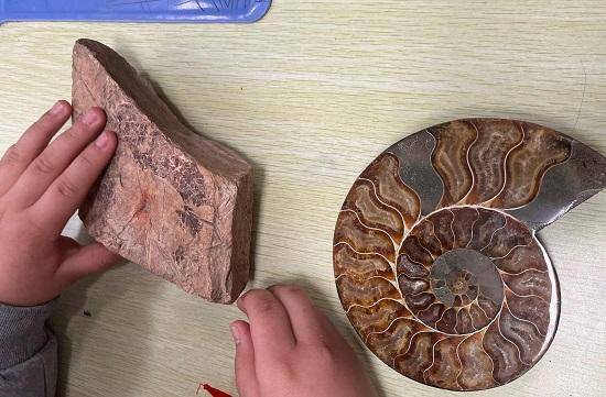 原創臨沂金盾小學開展古生物學科普教育活動