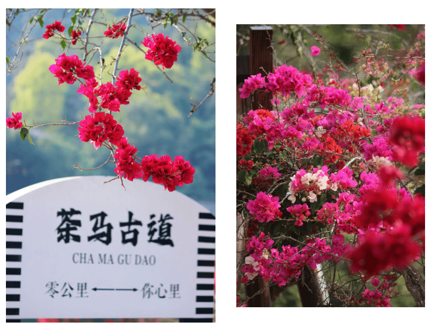 湄公河旅遊春日賞花地圖 | 把時光浪費在花事裡，剛剛好~