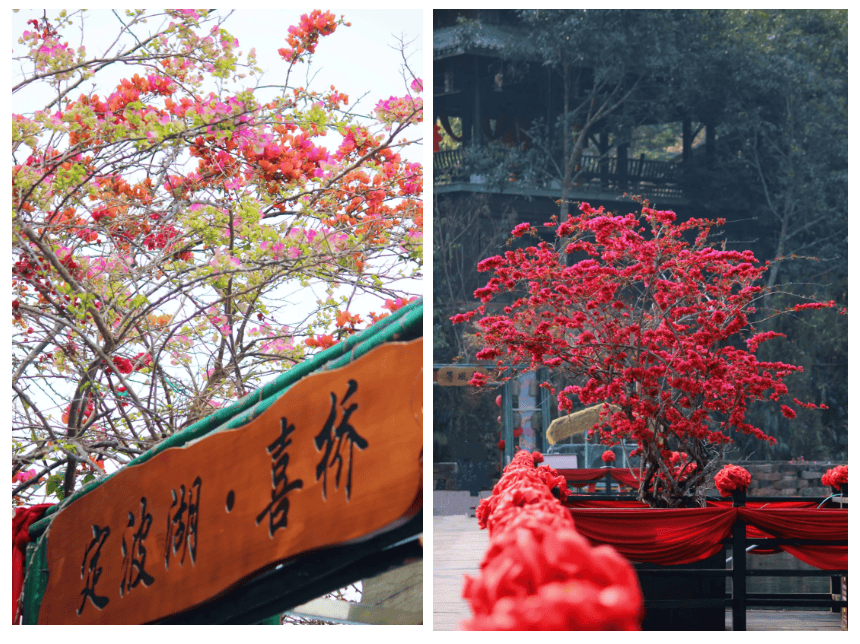 湄公河旅遊春日賞花地圖 | 把時光浪費在花事裡，剛剛好~