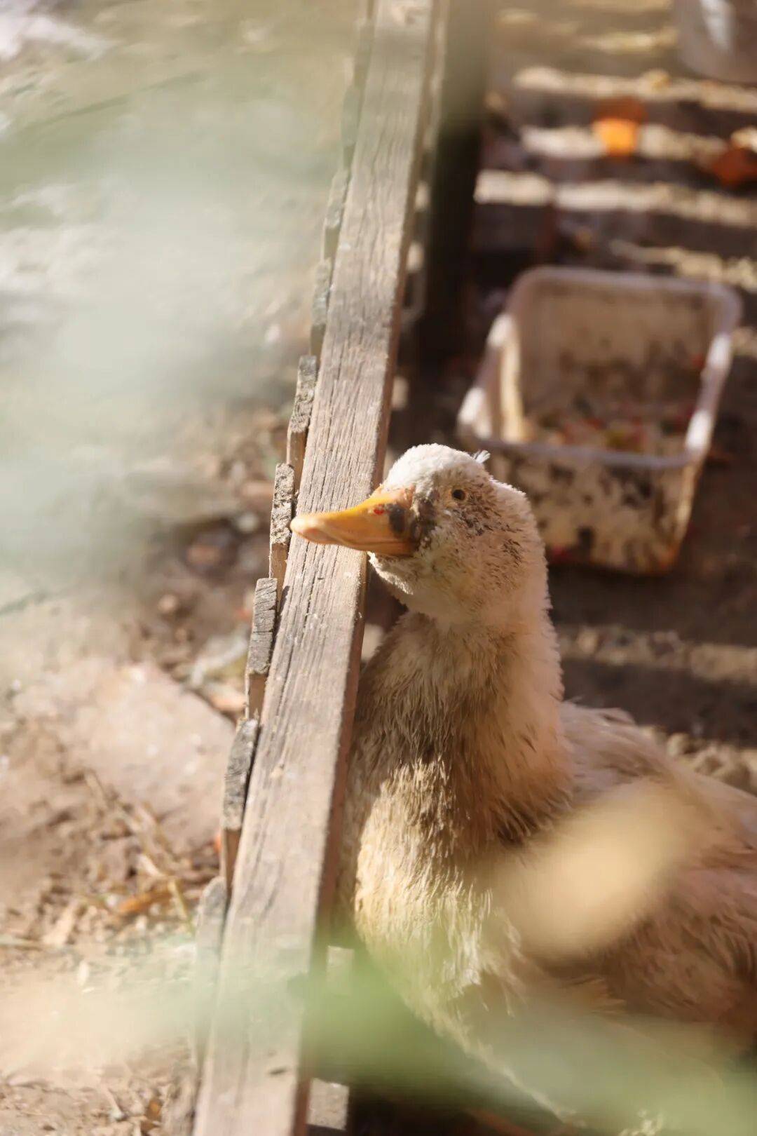 全球最幸福國家芬蘭，為什麼教育也是第一？女兒在海淀“芬蘭幼兒園”揭秘…