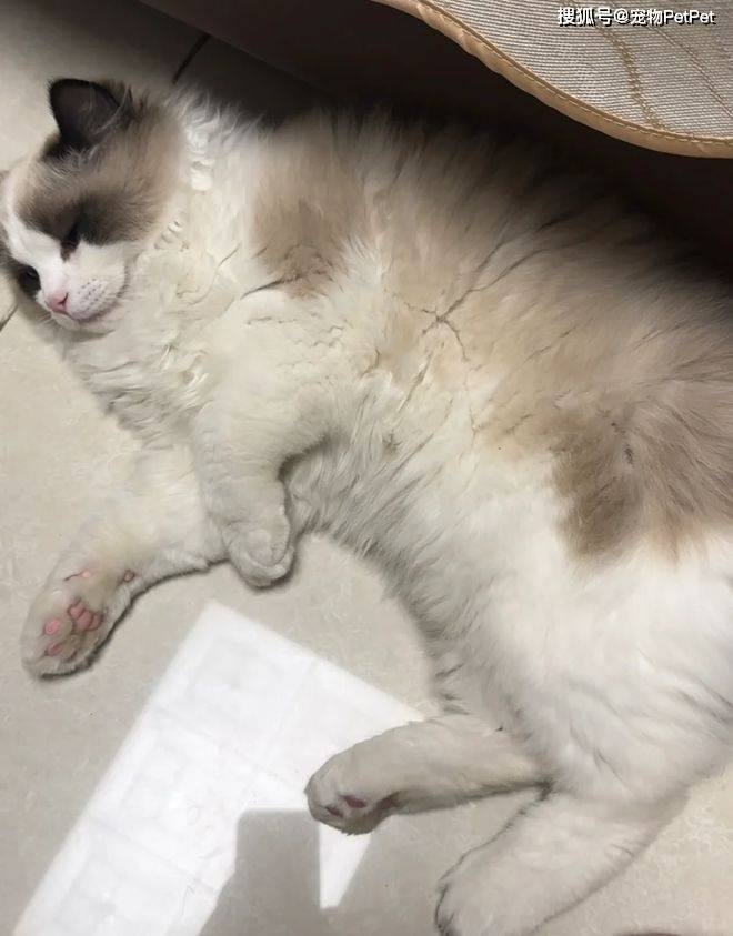 原創為防止貓咪拆家，將全屋裝修成不鏽鋼堡壘，開鎖師傅進門看傻眼