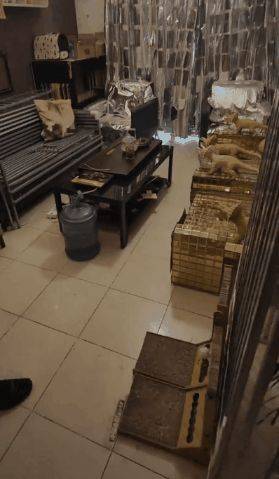 原創為防止貓咪拆家，將全屋裝修成不鏽鋼堡壘，開鎖師傅進門看傻眼