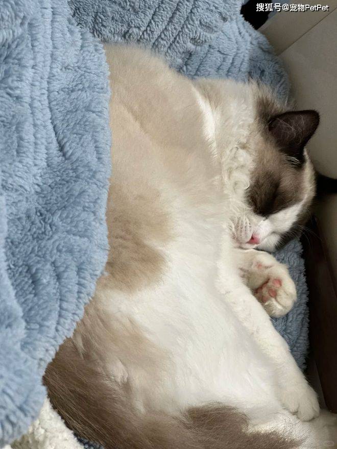 原創為防止貓咪拆家，將全屋裝修成不鏽鋼堡壘，開鎖師傅進門看傻眼