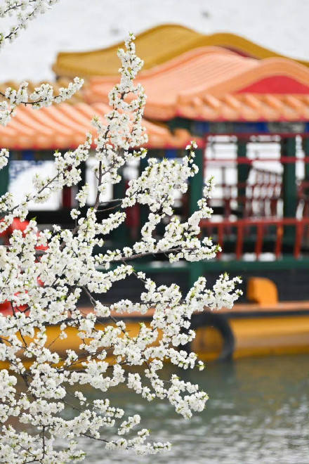 收藏轉發！春天就是要到花海里去