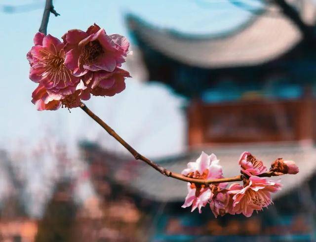 一磚一瓦遇春光，收藏這一幀幀“山河春韻圖”