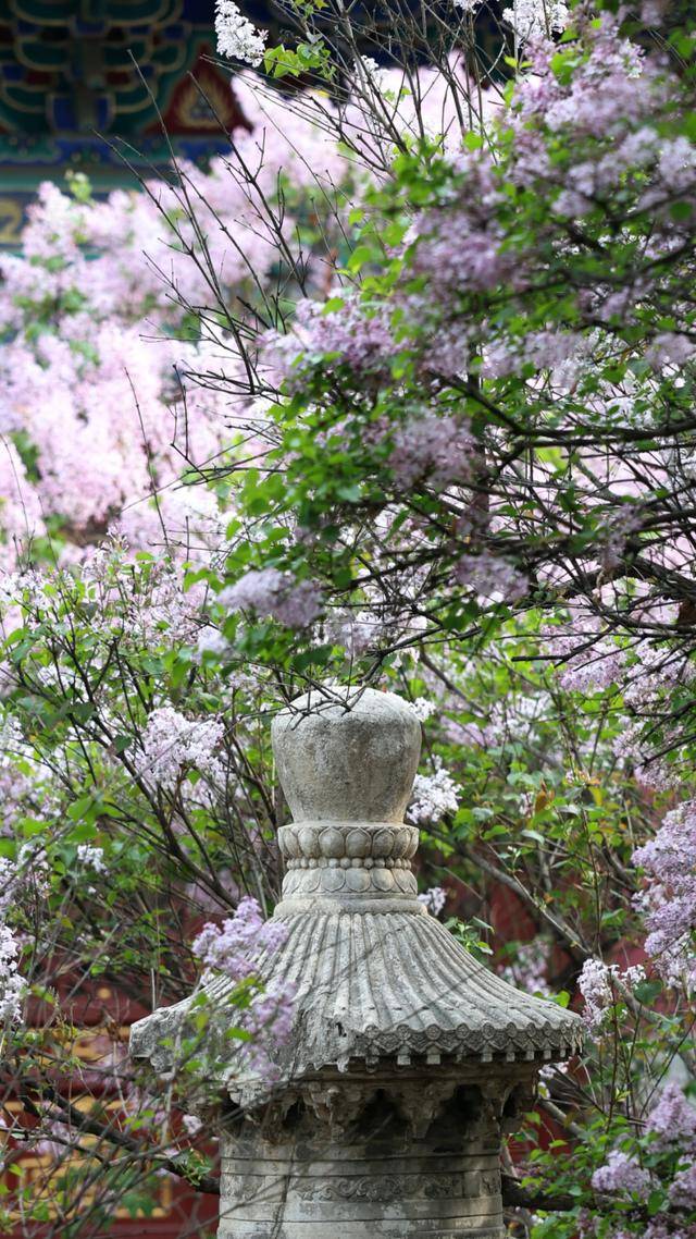 春日限定屏保，轉發收藏