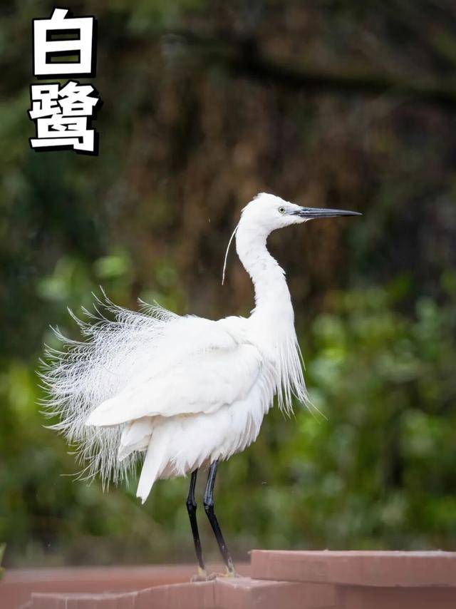 聽，深圳大學生有一群會唱歌的“鄰居”